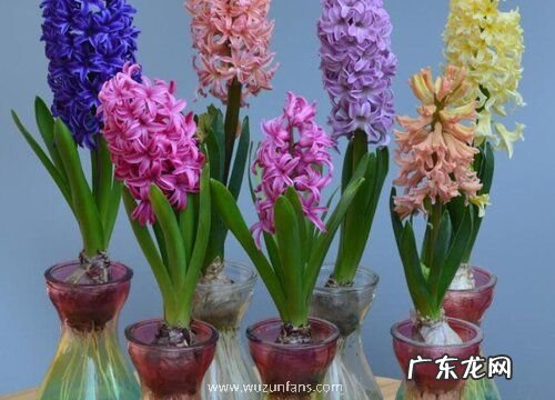 十二月份适合栽种什么植物盆栽 12月种什么花合适