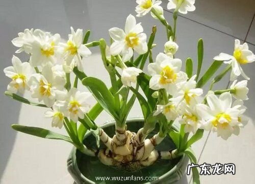 十二月份适合栽种什么植物盆栽 12月种什么花合适