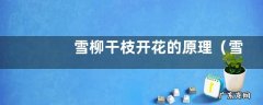 雪柳干枝为什么能开花 雪柳干枝开花的原理