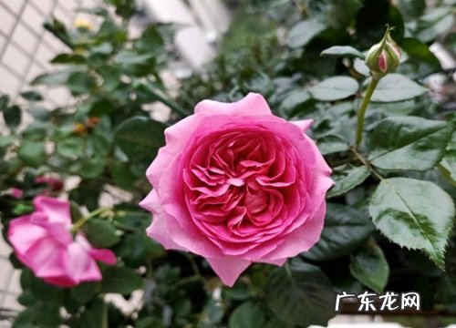 伯纳蒂特拉方特月季灌木介绍 特拉方特月季优缺点