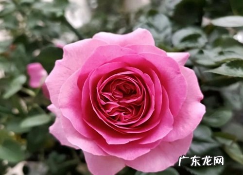 伯纳蒂特拉方特月季灌木介绍 特拉方特月季优缺点