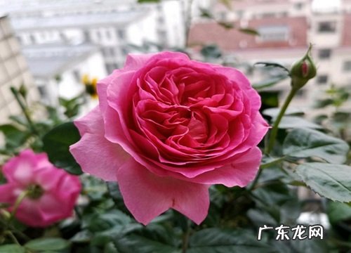 伯纳蒂特拉方特月季灌木介绍 特拉方特月季优缺点