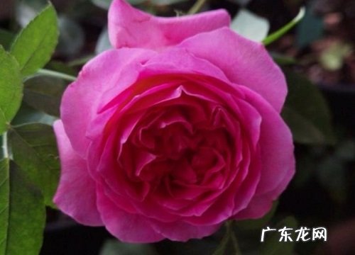 伯纳蒂特拉方特月季灌木介绍 特拉方特月季优缺点