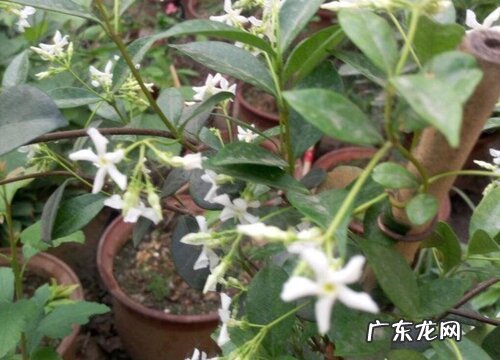 盘龙桂怎么修剪 修剪造型方法与技术