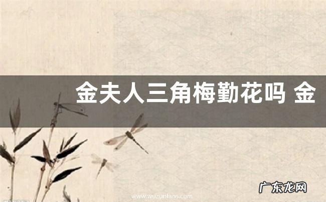 金夫人三角梅勤花吗 金夫人三角梅是什么颜色