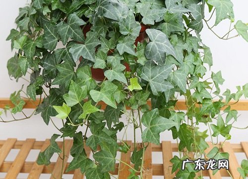 不需要光照的植物 室内无阳光养什么绿植最合适