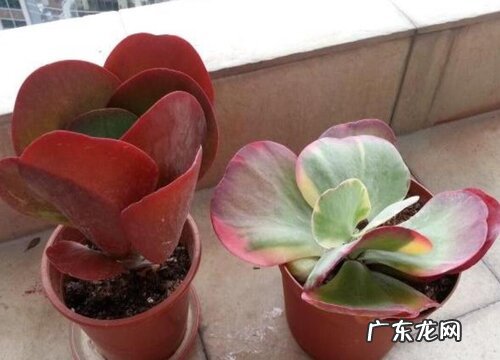 唐印多久浇一次水