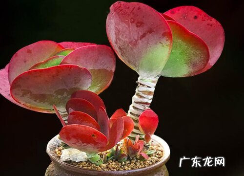 唐印多久浇一次水