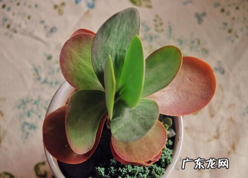 唐印多久浇一次水