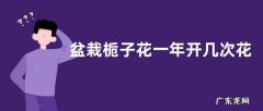 盆栽栀子花一年开几次花 花期月份与时间