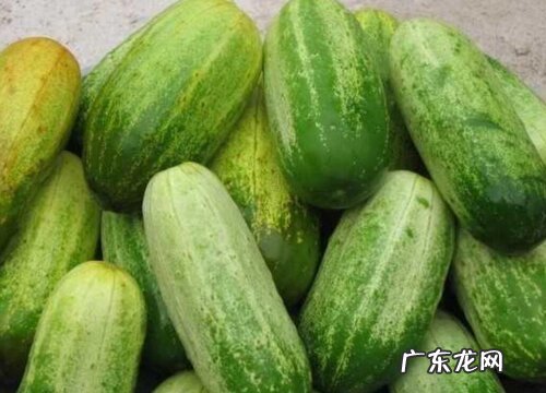 青瓜是水果还是蔬菜