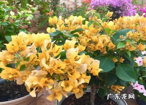 三角梅最勤花星级排行 哪些三角梅品种是勤花又好看