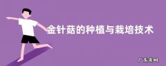 金针菇的种植与栽培技术 金针菇室内大规模种植方法
