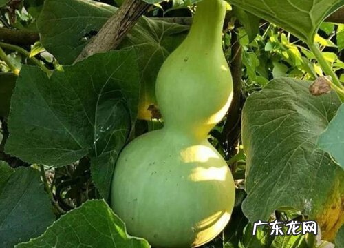 家里为什么不能种葫芦 家里种葫芦的风水讲究