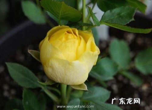 花期超长的8种月季排名 什么品种月季好养开花期长