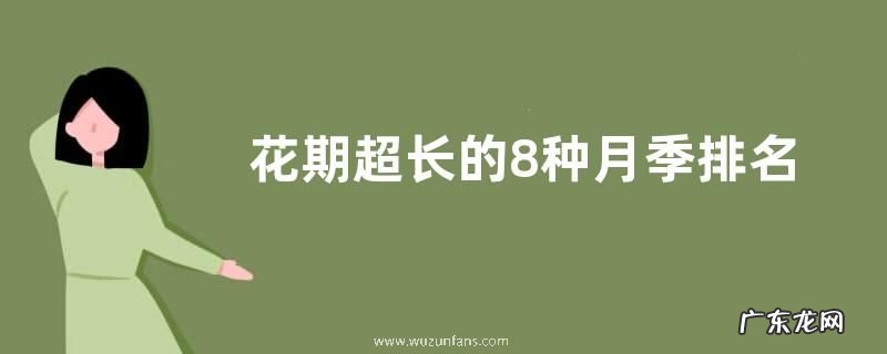 花期超长的8种月季排名 什么品种月季好养开花期长
