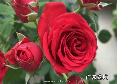 花期超长的8种月季排名 什么品种月季好养开花期长
