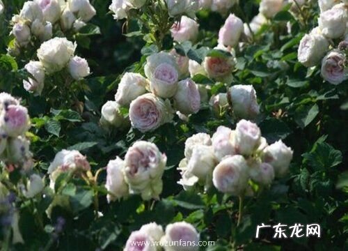 花期超长的8种月季排名 什么品种月季好养开花期长