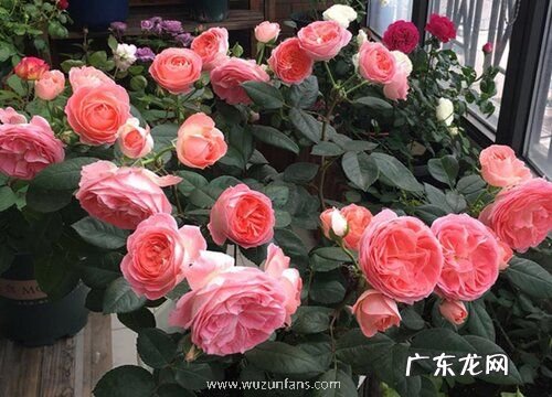 花期超长的8种月季排名 什么品种月季好养开花期长