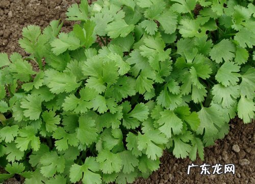 香菜好种吗怎么种 香菜什么时候种植最合适