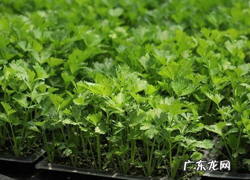 香菜好种吗怎么种 香菜什么时候种植最合适