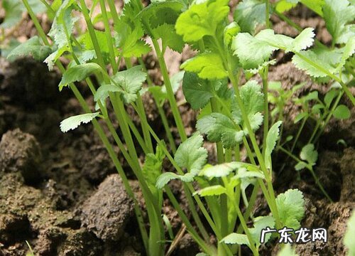 香菜好种吗怎么种 香菜什么时候种植最合适