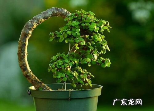 家里的玉树可以送人吗 送别人玉树有什么寓意和含义