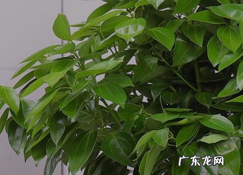 幸福树突然开花预兆风水 幸福树开花有什么预兆和寓意