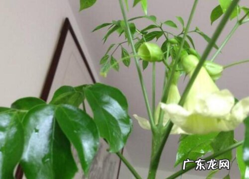 幸福树突然开花预兆风水 幸福树开花有什么预兆和寓意
