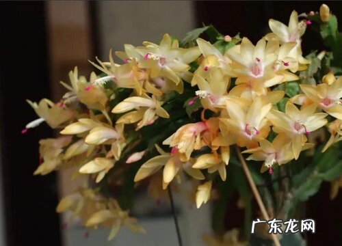 蟹爪兰叶子干瘪发软还能活吗 蟹爪兰叶子蔫瘪是什么原因