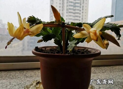 蟹爪兰叶子干瘪发软还能活吗 蟹爪兰叶子蔫瘪是什么原因