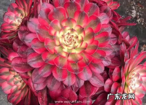 法师多肉品种和图片 多肉法师品种大全图解及名称