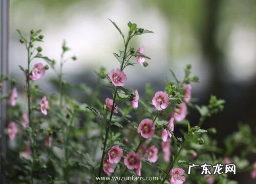 为什么劝君莫种木槿花为什么家中不能养木槿