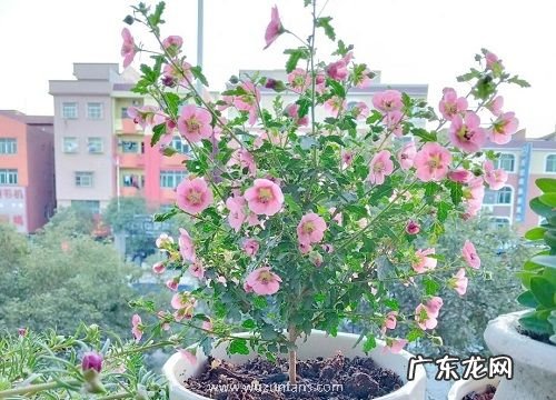 为什么劝君莫种木槿花为什么家中不能养木槿