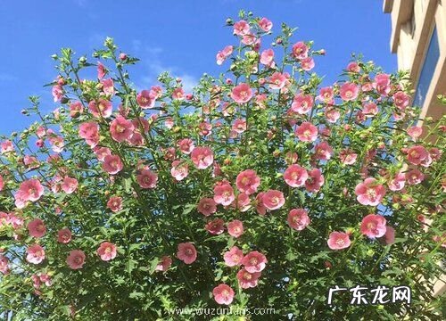 为什么劝君莫种木槿花为什么家中不能养木槿