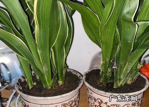 万年青能在室内养吗