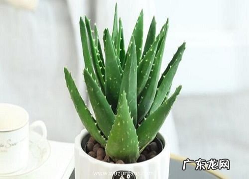 芦荟养殖方法和浇水方法 芦荟浇什么水长得快更旺盛