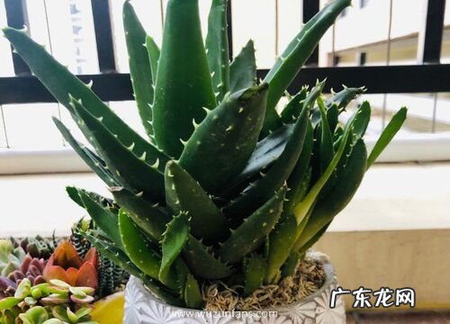 芦荟养殖方法和浇水方法 芦荟浇什么水长得快更旺盛