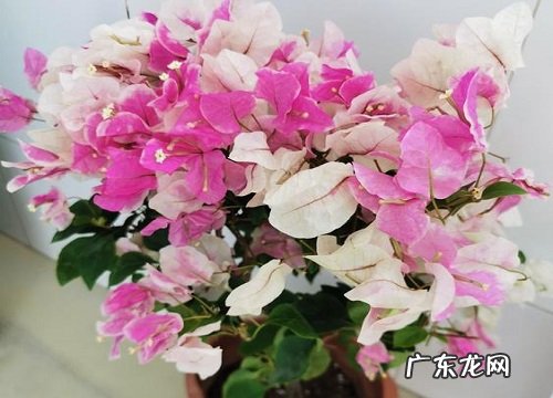 三角梅十月能修剪吗三角梅如何修剪以及修剪的季节