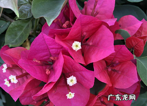 三角梅十月能修剪吗三角梅如何修剪以及修剪的季节