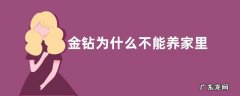金钻为什么不能养家里 金钻家里养风水上有什么讲究