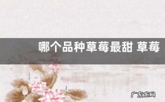 哪个品种草莓最甜 草莓哪个品种最好而且又大又甜