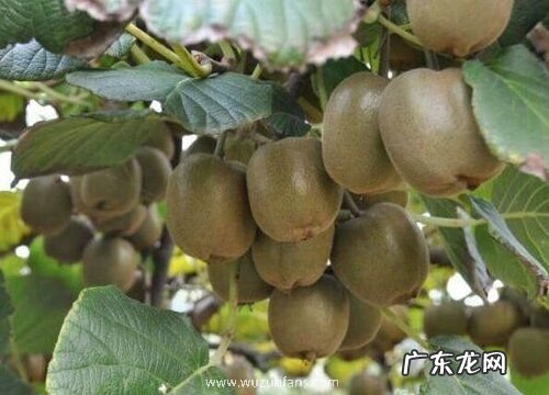 猕猴桃几月份移栽成活率高 猕猴桃栽植最佳时间