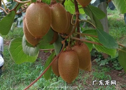 猕猴桃几月份移栽成活率高 猕猴桃栽植最佳时间