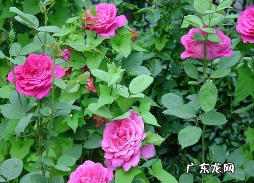 月季的种子能直接种吗 月季花朵里的种子种出来会开花吗