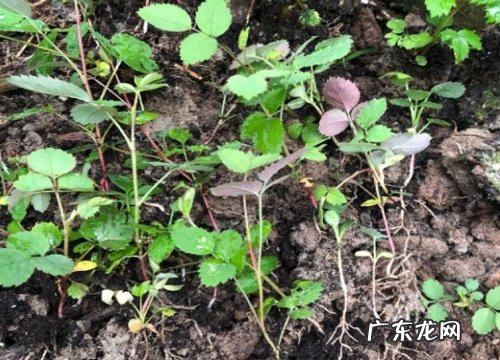 月季的种子能直接种吗 月季花朵里的种子种出来会开花吗