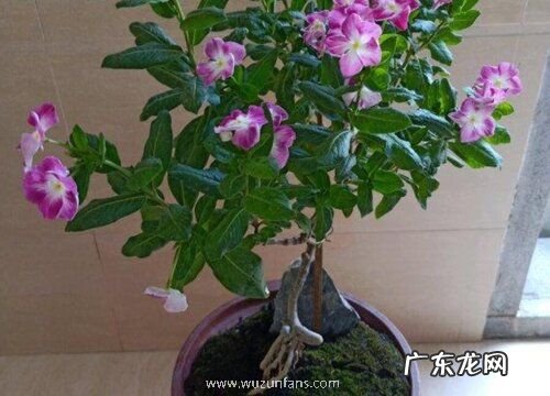 长春花土配制方法