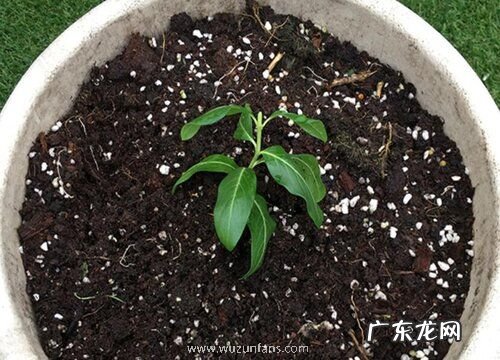 长春花土配制方法