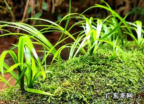 吸水石假山盆景栽什么植物好 适合吸水石上栽的植物