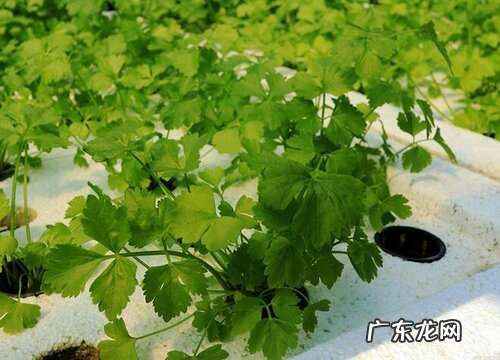 香菜需要每天浇水吗